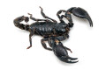 Heterometrus silenus Vietnam adult